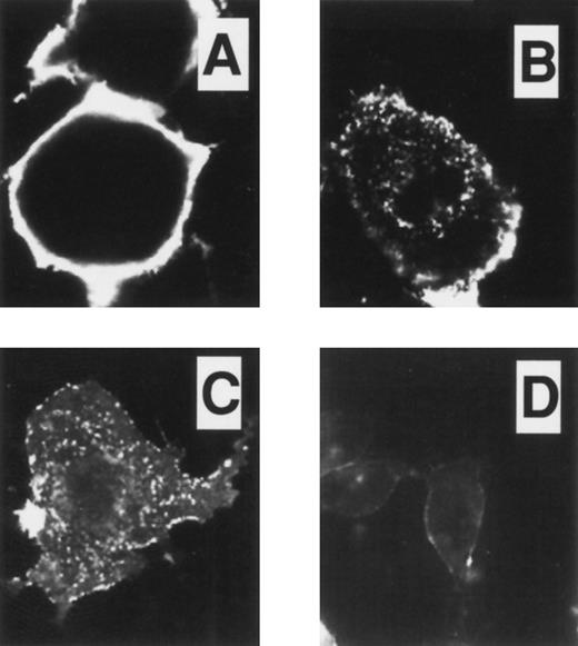 Fig. 3. Immunofluorescent studies on COS.TM-CR cells. Cells were preincubated on ice for 45 minutes with 24FM, washed, and placed at 37°C for 0, 10, and 30 minutes (A, B, and C, respectively). After permeabilization and fixation, antibody localization was detected using FITC as described in the Materials and Methods. In (B) and (C), antibody-TM complex was present intracellularly in clusters, with less on the plasma membrane as compared with (A). (D) After incubation at 37°C for 30 minutes as in (C), the cells were fixed without permeabilization. The intensity of labeled TM at the cell surface was reduced, indicating that constitutive internalization of the receptor had occurred.