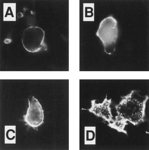 Fig. 4. Immunofluorescent studies on COSdel.238 cells. Cells were preincubated on ice for 45 minutes with 24FM, washed, and exposed to 37°C for 0, 10, and 30 minutes (A, B, and C, respectively). After permeabilization and fixation, antibody localization was detected using FITC conjugated to a secondary antibody. In representative fields as shown in (A), (B), and (C), antibody-TM complex was seen predominantly on the cell surface, with little evidence of internalization or significant shedding of the complex from the cell surface over 30 minutes. In (D), cells were prepared as in (C), but with murine monoclonal anti-transferrin receptor antibodies CD71. In this case, intracellular clusters of antibody-receptor complexes were observed, indicating that the cells were capable of supporting constitutive endocytosis.