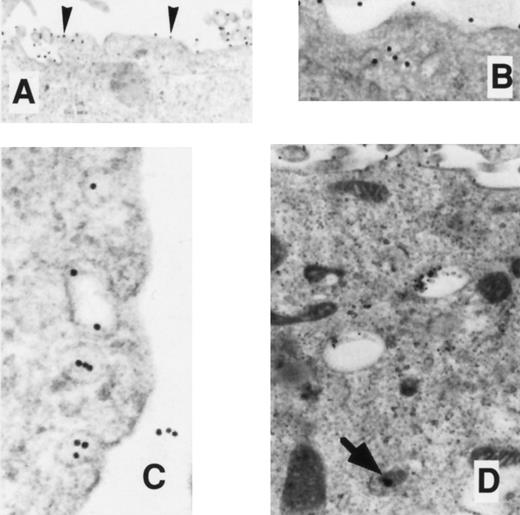 Fig. 6. EM localization of gold-conjugated 24FM in COS.TM-CR cells. After preincubation of cells with gold-complexed antibody, the cells were exposed to 37°C for 0, 10, 20, and 45 minutes (A, B, C, and D, respectively). (A) Gold particles are diffusely distributed over the cell membrane surface (arrowheads). (B and C) Clusters of particles are seen on the cell surface and in predominantly noncoated pits and vesicles. (D) At 45 minutes, particles appear in deeper vesicles and multivesicular bodies (arrow), coincidentally with particles at the cell surface.