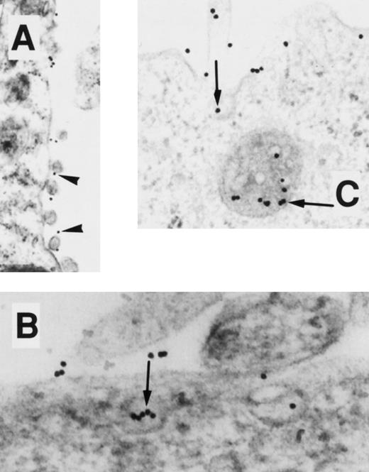Fig. 7. EM localization of gold-conjugated thrombin in COS.TM-CR cells. After preincubation of cells with gold-complexed thrombin, the cells were exposed to 37°C for 0, 10, and 45 minutes (A, B, and C, respectively). (A) Gold particles are diffusely distributed over the cell membrane surface (arrowheads). (B and C) Particles, singly and in clusters (arrow), appear in pits, vesicles, and multivesicular bodies.