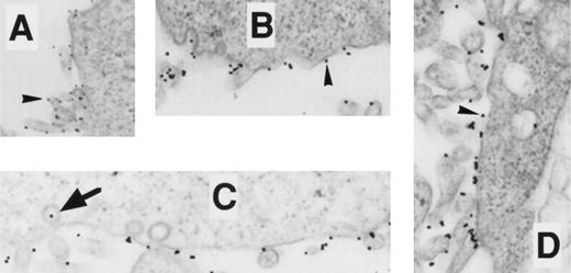 Fig. 8. EM localization of gold-conjugated 24FM in COSdel.238 cells. Cells were preincubated with gold-complexed 24FM as in Fig 5 and exposed to 37°C for 0, 10, 30, and 45 minutes (A, B, C, and D, respectively). In contrast to what is seen in Fig 5, gold particles remained on the cell surface (arrowheads), although clusters formed within 10 minutes of exposure to 37°C. Rare intracellular particles are seen (arrow).