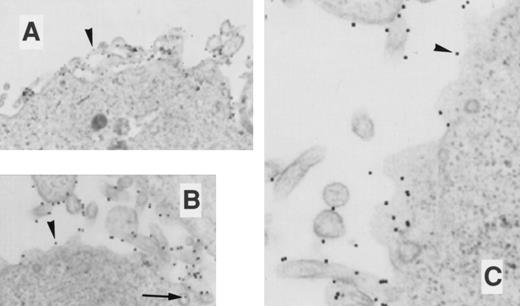 Fig. 9. EM localization of gold-conjugated thrombin in COSdel.238 cells. Cells were preincubated with gold-complexed thrombin as in Fig 6 and exposed to 37°C for 0, 10, and 45 minutes (A, B, and C, respectively). Gold particles remained distributed on the cell surface during this period (arrowheads), with only a rare intracellular particle found (arrow).