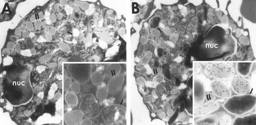 Fig. 1. Immunogold electron microscopy of rabbit PMNs stained with antibodies against p15 or BPI and visualized with protein A–coated gold particles. Rabbit PMNs were incubated with an MoAb against BPI (A) or guinea pig antiserum raised against rabbit p15s (B) as described in Materials and Methods. Single arrows point to primary granules and double arrows point to secondary granules; nuc, nucleus.