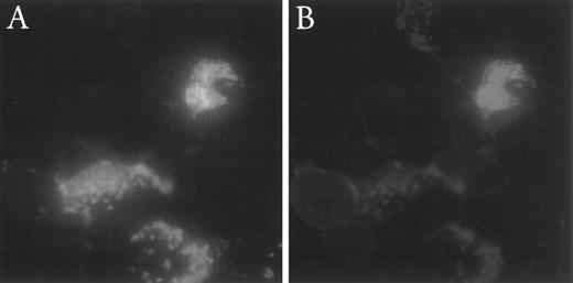 Fig. 3. Indirect double-immunofluorescent labeling of BPI and p15 in rabbit bone marrow cells. Cells from Percoll density gradient-fractionated rabbit bone marrow cells were stained for BPI (A, FITC) and p15 (B, TRITC) as described in Materials and Methods.