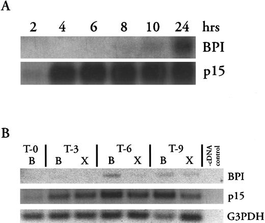 Fig. 4. Changes in p15 and BPI mRNA levels in blood and exudate cells after induction of inflammatory exudate. (A) Northern blots of p15 and BPI mRNA isolated from equivalent numbers of inflammatory exudate cells collected at indicated times after induction of the inflammatory response (see Materials and Methods). (B) RT-PCR analysis of mRNAs isolated from equivalent numbers of peripheral blood (B) or inflammatory exudate (X) cells as described in Materials and Methods and the legend to Fig 2. T-0 shows baseline mRNA levels in a blood sample collected immediately before injection of the inflammatory stimulus. Thereafter, blood and exudate samples were collected in parallel at the times indicated (in hours). Results shown are representative of two similar experiments.