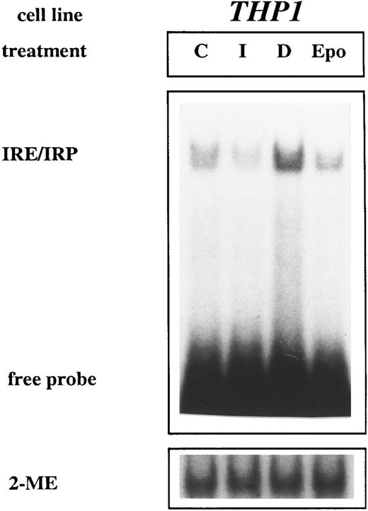Fig. 2. IRE/IRP interaction is not modulated by Epo in THP-1 cells. THP-1 cells were treated with various additives, and gel retardation assay was performed exactly as described in the legend to Fig 1. The results of one of five representative experiments are shown.