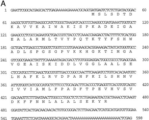 Fig. 1. (A) Nucleotide sequence of the zebrafish adult αA1 -globin cDNA. The amino acid sequence is listed underneath. (B) Comparison of the predicted amino acid sequence of adult α globins of zebrafish and other fish species (obtained from Genbank). The initiator methionine is placed in italics, because the sequenced polypeptides do not include this methionine. Our studies show that the zebrafish α globins do contain the N-terminal methionine, but the β globins do not.
