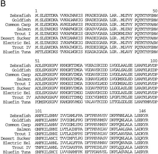 Fig. 1. (A) Nucleotide sequence of the zebrafish adult αA1 -globin cDNA. The amino acid sequence is listed underneath. (B) Comparison of the predicted amino acid sequence of adult α globins of zebrafish and other fish species (obtained from Genbank). The initiator methionine is placed in italics, because the sequenced polypeptides do not include this methionine. Our studies show that the zebrafish α globins do contain the N-terminal methionine, but the β globins do not.