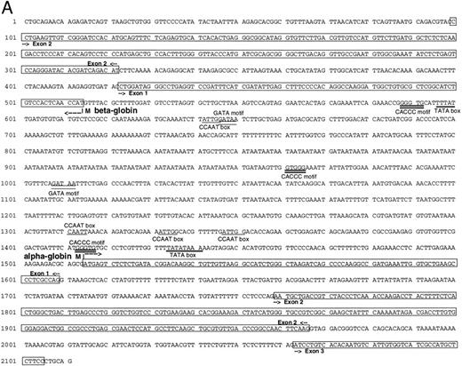 Fig. 2. (A) Genomic sequence of the 2.1-kb Pst I fragment. The initiation codon for each globin is marked with an “M” and an arrow pointing towards the direction of transcription. The exons are boxed and labeled. CCAAT and TATA boxes are underlined (CCAAT with thin and TATA with thick lines). GATA and CACCC motifs are marked with double lines (GATA with thin and CACCC with thick lines). (B) 3′-5′ to 5′-3′ configuration of the globin genes. Arrows indicate the initiation site and direction of transcription for each globin. Black boxes represent the exons (Pst I fragment does not contain the 3′ end of exon 3 of the α globin and exon 3 of the β globin). The 1009 bp of intervening sequences separate the two genes. (C) Intron-exon boundaries in the adult αA1 - and βA1 -globin genes.
