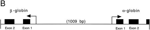 Fig. 2. (A) Genomic sequence of the 2.1-kb Pst I fragment. The initiation codon for each globin is marked with an “M” and an arrow pointing towards the direction of transcription. The exons are boxed and labeled. CCAAT and TATA boxes are underlined (CCAAT with thin and TATA with thick lines). GATA and CACCC motifs are marked with double lines (GATA with thin and CACCC with thick lines). (B) 3′-5′ to 5′-3′ configuration of the globin genes. Arrows indicate the initiation site and direction of transcription for each globin. Black boxes represent the exons (Pst I fragment does not contain the 3′ end of exon 3 of the α globin and exon 3 of the β globin). The 1009 bp of intervening sequences separate the two genes. (C) Intron-exon boundaries in the adult αA1 - and βA1 -globin genes.