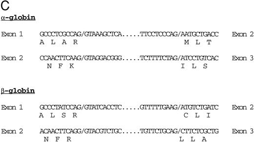 Fig. 2. (A) Genomic sequence of the 2.1-kb Pst I fragment. The initiation codon for each globin is marked with an “M” and an arrow pointing towards the direction of transcription. The exons are boxed and labeled. CCAAT and TATA boxes are underlined (CCAAT with thin and TATA with thick lines). GATA and CACCC motifs are marked with double lines (GATA with thin and CACCC with thick lines). (B) 3′-5′ to 5′-3′ configuration of the globin genes. Arrows indicate the initiation site and direction of transcription for each globin. Black boxes represent the exons (Pst I fragment does not contain the 3′ end of exon 3 of the α globin and exon 3 of the β globin). The 1009 bp of intervening sequences separate the two genes. (C) Intron-exon boundaries in the adult αA1 - and βA1 -globin genes.