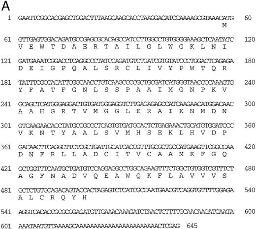 Fig. 3. (A) Nucleotide sequence of the zebrafish adult βA1 -globin cDNA. The amino acid sequence is listed underneath. (B) Comparison of the predicted amino acid sequence of the zebrafish adult β globins with β-globin sequences of other fish species. An asterisk (*) is used to designate the positions at which the amino acid sequences of zebrafish βA1 and βA2 globins differ (see Fig 5).