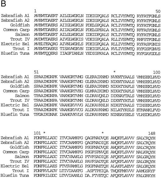 Fig. 3. (A) Nucleotide sequence of the zebrafish adult βA1 -globin cDNA. The amino acid sequence is listed underneath. (B) Comparison of the predicted amino acid sequence of the zebrafish adult β globins with β-globin sequences of other fish species. An asterisk (*) is used to designate the positions at which the amino acid sequences of zebrafish βA1 and βA2 globins differ (see Fig 5).