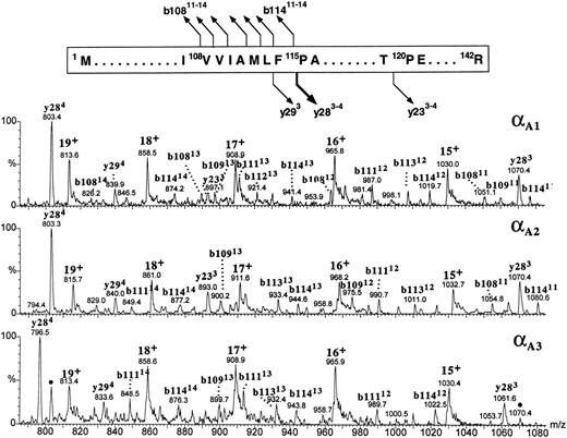 Fig. 9. The figure shows the partial sequence of the αA1 globin and the postulated sites and products of cleavages generated by CID in the gas phase. Below, portions of the CID electrospray ionization mass spectra of the zebrafish adult α globins are shown. Identities of the product ions generated from the αA1 globin (upper panel) are based on correspondence between the measured and predicted m/z values for the series of y- and b-type ions observed in the spectrum. Tentative assignment of product ions observed in the spectra of αA2 and αA3 globins (middle and bottom panels, respectively) is based on the premise that all zebrafish α chains fragment in the gas phase as shown at the top of the figure. This assumption is reinforced by agreement between the molecular masses of the αA2 and αA3 globins measured for intact molecules (Fig 7) and calculated from the m/z values of the putative b- and y-fragment ions observed in the CID spectra. Ions marked with dots in the bottom panel are believed to be derived from the minor component of the αA3 -globin fraction and might indicate the presence of an additional α-type globin in adult zebrafish blood. Consult legend to Fig 8 for nomenclature used for peak annotation in the CID spectra.