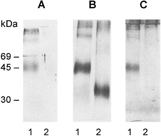 Fig. 1. Immunoblots of deglycosylated gp-Fy. The protein was purified by affinity chromatography and SDS-PAGE and digested with N-glycosidase F as explained in Materials and Methods. After digestion, the samples were run on SDS-PAGE minigels, electrotransferred onto nitrocellulose membranes, and immunoblotted with antibody 6615 (A) and antibody anti-Fy6 (B). The antibodies were detected by the horseradish peroxidase-conjugate substrate kit (Bio-Rad Laboratories, Inc, Richmond, CA). The carbohydrate determination was performed with the DIG glycan detection kit (Mannheim Boehringer Biochemicals Co, Indianapolis, IN) (C). A 0.5 μg aliquot of gp-Fy was analyzed in each lane. Lane 1, control and lane 2, treated samples.