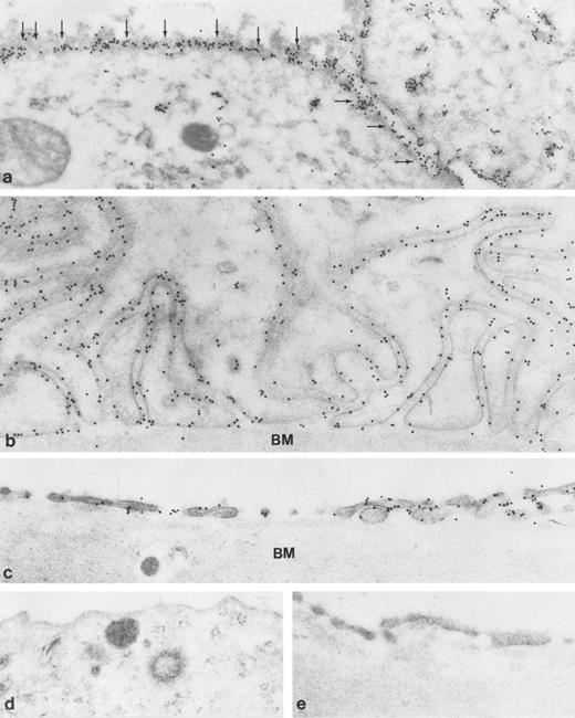 Fig. 5. Immunoelectron microscopic localization of gp-Fy in principal cells of collecting duct and peritubular capillaries in kidney medulla. Antibody 6615 was used for labeling. (a) Strong labeling of the apical plasma membrane and small vesicles of the principal cells of the collecting duct is seen. (Original magnification × 39,000.) (b) The basolateral membrane domain, including membrane infolding, of the principal cells of the collecting duct was also heavily labeled. (Original magnification × 60,000.) (c) Peritubular fenestrated endothelial cells of capillaries of the inner medulla exhibited strong labeling. (Original magnification × 48,000.) (d and e). When preimmune serum was used, no immunolabeling of the principal cells of the collecting duct (d) and capillary endothelial cells (e) was observed. (Original magnification × 39,000.) BM, basement membrane.