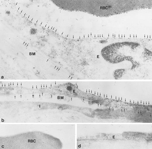 Fig. 8. Immunoelectron microscopic localization of gp-Fy in ultrathin cryosections of human lung. Antibody 6615 was used. (a) Extensive labeling of both apical and basal membrane domains of vascular endothelial cells (E) was seen. Membranes of red blood cells (RBC) were extensively labeled. (b) The endothelial cells (E) of a peribronchiolar venule exhibited strong labeling in both apical and basal membrane domains (arrows). An interstitial cell was unlabeled (I). BM, basement membrane. (c and d) When using preimmune serum, no labeling was seen in red blood cells (c) and endothelial cells (d). (Original magnification × 60,000.)