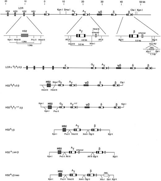 Fig. 1. The organization of the human β globin gene complex and the globin gene constructs used in this study. At the top is the β globin gene cluster below which are expanded segments of the HS2, Aγ, and β globin genes (not to scale) showing the fragments used in the various constructs. The six constructs generated are shown below.