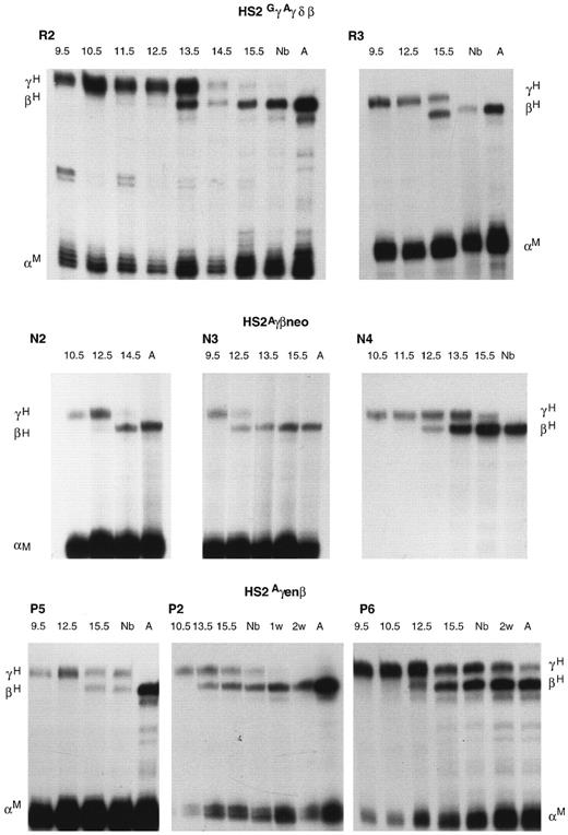 Fig. 2. Developmental profiles of γ and β gene expression in the HS2GγAγδβ (R2, R3), HS2Aγβneo (N2, N3, N4), and HS2Aγenβ (P2, P5, P6) transgenic lines as determined by RNase protection assay. Nb, newborn, A, adult.