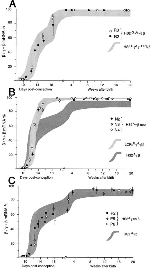 Fig. 3. Diagrammatic representation of γ to β globin gene switching in (A) HS2GγAγδβ, (B) HS2γβneo, and (C) HS2Aγenβ transgenic lines. For comparison, the results obtained with HS2GγAγ-117δβ mice are included in (A), those for LCRεGγAγδβ and HS2Aγβ mice are shown in (B) and those for HS2Aγβ mice are illustrated in (C), as shaded areas. Each prenatal point is given as the mean value of transgenics from one to two litters (n = 3 to 12) with error bars representing 1 SD; values for adult animals are the same or are shown individually.