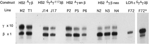 Fig. 4. RNase protection assay to illustrate the γ/γ+β mRNA ratios in adults from the various transgenic lines. To obtain more accurate quantitation, a 10-fold greater amount of RNA was hybridized with the γ probe than with the β probe (see Materials and Methods). * The same as the preceding lane, but with a fivefold greater exposure time.