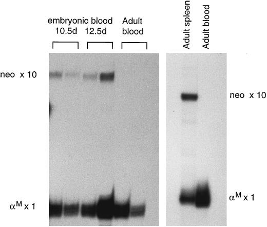 Fig. 5. RNase protection assay of neomycin-resistance gene expression in mice from the N4 line. The adult blood RNA samples in the gel on the left were from untreated mice, while the adult blood and spleen samples in the gel on the right were from a mouse treated with acetylphenylhydrazine.