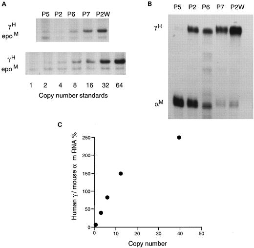 Fig. 6. (A) Southern blot of DNA from the five HS2Aγenβ lines compared with copy number standards. (B) RNase protection assay of 10.5 days embryonic blood samples from the same lines, demonstrating the increase in the γ/αM ratio with increasing copy number. (C) Expression levels of human/mouse RNA relative to copy number in these lines.