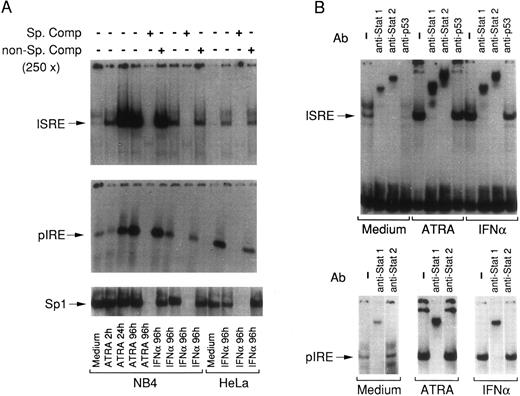 Fig. 4. EMSA with ISRE and pIRE oligonucleotides using nuclear extracts obtained from NB4 and HeLa cells treated with ATRA and IFNα. (A) Nuclear extracts obtained from NB4 or HeLa cells treated for various lengths of time with the indicated stimuli were incubated with (32P)-radiolabeled ISRE, pIRE, or Sp1 double-stranded oligonucleotides in the absence (−) or in the presence (+) of a 250-fold excess of the respective cold oligonucleotide (Sp. comp.) or the same concentration of a negative-control oligonucleotide containing mutated GAS and ISRE consensus sequences (GAS/ISRE mutant oligonucleotide, Santa Cruz) (non-Sp. comp.) and subjected to EMSA. Specific retarded complexes are indicated with arrows on the left. An EMSA representative of three independent experiments is shown. (B) Nuclear extracts obtained from NB4 cells treated for 4 days with medium alone (Medium) and medium containing ATRA or IFNα were preincubated for 30 minute at 4°C either in the absence (−) or in the presence of the indicated antibodies. Following this preincubation, the extracts were incubated with (32P)-radiolabeled ISRE and pIRE for a further 20 minute at room temperature, and subsequently subjected to EMSA. Specific and nonsupershifted retarded bands are indicated by arrows. An EMSA representative of two independent experiments is shown. In all the experiments, ATRA was used at a concentration of 10−6 mol/L and IFNα at a concentration of 1,000 U/mL.