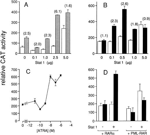 Fig. 6. Effects of IFNα and ATRA on the activity of a pIRE-containing promoter in the presence of Stat1α. COS-7 cells were transiently cotransfected with pIRE-TK-CAT (1 μg) and pnlsLACZ (0.5 μg) in the absence or presence of the indicated amounts of Stat 1α, RARα, or PML-RAR, as indicated. The total quantity of DNA transfected was always maintained at 10 μg by addition of an appropriate amount of the plasmid pBluescript. Sixteen hours after transfection, medium was changed and the incubation continued for further 36 hours with the indicated concentrations of IFNα or ATRA. At the end of each treatment, cells were obtained and processed for the measurement of CAT and β-galactosidase enzymatic activities. (A) Increasing amounts of pSG5-Stat1 construct were cotransfected with pIRE-TK-CAT and pnlsLACZ. Cells were incubated in the absence (□) or in the presence (▨) of an optimal concentration of IFNα (500 U/mL). The fold-increase relative to control conditions is indicated in parenthesis. (B) Increasing amounts of pSG5-Stat1 construct in the presence of a fixed amount of RARα (50 ng) were cotransfected with pIRE-TK-CAT and pnlsLACZ. Cells were incubated in the absence (□) or in the presence (▪) of an optimal concentration of ATRA (10−6 mol/L). The fold-increase relative to control conditions is indicated in parenthesis. (C) PSG5-Stat1 (0.5 μg), RARα (50 ng) were cotransfected with pIRE-TK-CAT and pnlsLACZ. Cells were incubated with increasing concentrations of ATRA, as indicated. (D) 50 ng each of RARα or PML-RAR were cotransfected with pIRE-TK CAT and pnlsLACZ in the absence or in the presence of PSG5-Stat1 (0.5 μg), as indicated. Cells were incubated with medium alone (□) or medium containing 10−6 mol/L ATRA (▪). All the results are the mean ± SD of three replicate dishes and are expressed as relative CAT activity, which is the ratio of CAT/β-galactosidase activity. All the data shown are representative of at least three independent experiments.