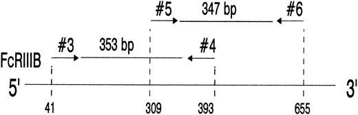 Fig. 2. PCR amplification of nucleotides 41 to 393 (lanes 3 and 6) and 309 to 655 (lanes 2 and 5) of neutrophil FcγRIIIB mRNA. The locations of the 2 primer pairs (arrows) used for PCR amplification of the expected 353- and 347-bp products after nested PCR are illustrated above. cDNA derived from a SH(−) (lanes 2 and 3) and a SH(+) individual (lanes 5 and 6) were amplified with primer pair no. 3 and no. 4 (lanes 3 and 6) or primer pair no. 5 and no. 6 (lanes 2 and 5) and analyzed on 1.5% agarose gel stained with ethidium bromide. PCR without template was run as negative control (lane 4). DNA size standards (pBr 328 DNA.BglI + pBr 328 DNA.HinfI) are shown in lane 1. The resulting 353-bp and 347-bp products from the SH(+) individual (lanes 5 and 6) were isolated from preparative gels and subcloned for nucleotide sequence analysis.