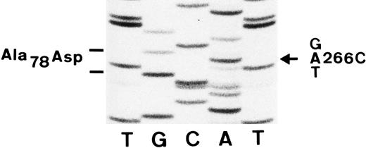 Fig. 3. Nucleotide sequence analysis of amplified cDNA from an SH(+) individual. The region of the autoradiograph shown here includes the sequence from base 257 to 275. The nucleotide change from a C to an A (arrow) at position 266 in the SH(+) individual results in an alanine (GCT) to an aspartic acid (GAT) amino acid substitution at residue 78 of the FcγRIIIb polypeptide.