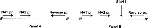 Fig. 6. Association of SH with NA2. (A) NA1(−) (lanes 2 to 4) and NA2(−) (lanes 5 to 7) specific PCR products before and, (B), after digestion with SfaN I. The locations of the NA-specific sense primers (NA1 pr., NA2 pr.) and the reverse primer (Reverse pr.) used for PCR amplification of the NA-specific DNA fragments, as well as the cleavage site of the SfaN I enzyme, are illustrated. Restriction fragments were analyzed on 1.5% agarose gel using DNA size standards pBr 328 DNA.BglI + pBr 328 DNA.HinfI (lane 1). Three individuals were tested who were typed as follows: SH(+), NA1(+),NA2(+) (lanes 2 and 5); SH(+), NA1(−),NA2(+) (lanes 3 and 6); SH(−), NA1(+),NA2 (+) (lanes 4 and 7).