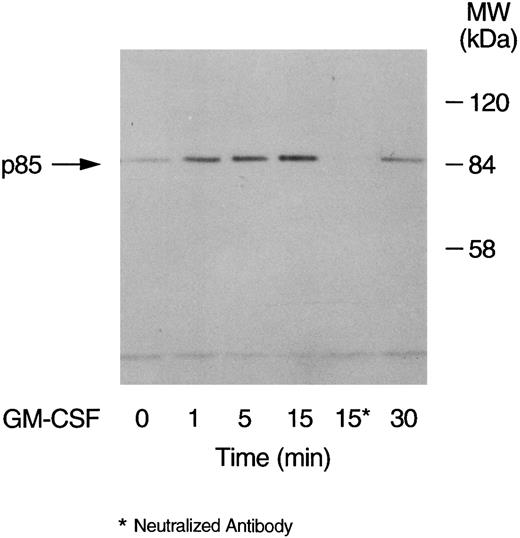 Fig. 1. Time-dependent increase in the level of tyrosine phosphorylation of the p85 subunit of PI3-kinase in GM-CSF–treated neutrophils. The cells were stimulated with GM-CSF (4 nmol/L) for 1, 5, 15, and 30 minutes at 37°C. At the indicated times, the cells were lysed under denaturing conditions and the immunoprecipitations were performed using agarose-conjugated antiphosphotyrosine antibodies. The p85 subunit of PI3-kinase was revealed by blotting with specific anti-p85 antibodies. The antibodies used in lane 5 were preneutralized by 10 mmol/L O-phospho-L-tyrosine. The data are representative of three experiments, which yielded similar results.