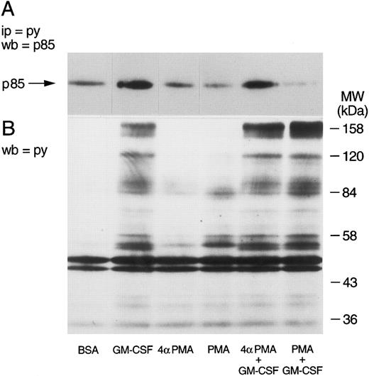 Fig. 5. Effects of phorbol esters on the tyrosine phosphorylation of p85 and on the pattern of tyrosine phosphorylation in human neutrophils. Neutrophils were simultaneously treated with BSA (0.01%), GM-CSF (4 nmol/L), and/or phorbol esters (90 nmol/L) for 15 minutes at 37°C. (A) Following denaturing lysis, immunoprecipitation was performed with agarose-conjugated antiphosphotyrosine antibodies and p85 was revealed by blotting with anti-p85 antibodies. (B) Cells were lysed in boiling sample buffer and blotting was conducted using antiphosphotyrosine antibodies. The samples in (A) and (B) were derived from the same experiment, which was repeated four times with similar results.
