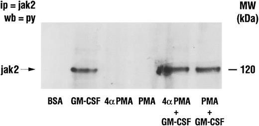 Fig. 7. Effect of PMA on the stimulation of the tyrosine phosphorylation of Jak2 induced by GM-CSF in human neutrophils . The cells were simultaneously treated with BSA (0.01%), GM-CSF (4 nmol/L), and/or phorbol esters (90 nmol/L) for 15 minutes at 37°C. Neutrophils were lysed under denaturing conditions and the immunoprecipitation was performed using anti-Jak2 antibodies. The level of tyrosine phosphorylation was revealed by blotting with anti-p85 antibodies. The data illustrated are representative of similar results obtained in four other independent experiments. Ip, immunoprecipitation; wb, Western blot.