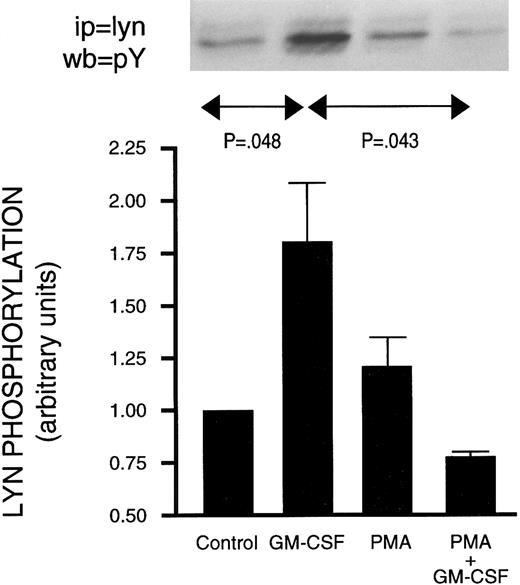 Fig. 8. Effect of PMA on the stimulation of the in situ tyrosine phosphorylation of lyn induced by GM-CSF in human neutrophils. The cells were simultaneously treated with BSA (0.0.1%), GM-CSF (4 nmol/L), and/or PMA (90 nmol/L) for 15 minutes at 37°C. (Top) In situ tyrosine phosphorylation of lyn was determined by immunoprecipitating lyn under denaturing conditions from control or stimulated cells and blotting using antiphosphotyrosine antibodies. (Bottom) Mean ± SEM of five independent experiments such as presented in the top panel and quantified by densitometry. Statistical significance was evaluated using unpaired Student's t-test.