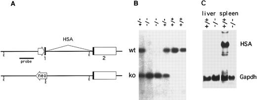 Fig. 1. Inactivation of the murine CD24a (HSA) gene. (A) The promoter and first exon of the CD24a gene was replaced by a neomycin-resistance expression cassette in mouse embryonal stem cells by homologous recombination. (B) A Southern blot of EcoRI digested tail DNA was hybridized with a HincII-BamHI genomic DNA probe derived from the region immediately 5′ to the targeted replacement. Mice heterozygous for the mutation (+/−) show bands from both the intact allele (upper band) and the targeted allele. (C) Northern blots of total RNA extracted from the spleen and liver of both wild type (+/+) and HSA-deficient mice (-/-) was sequentially hybridized with HSA and glyceraldehyde phosphate dehydrogenase cDNA probes.