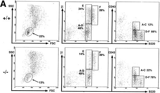 Fig. 2. Flow cytometric analysis of spleen, thymus, and BM cells. BM (A), thymus (B), and spleen (C) cells from wild-type (+/+) and HSA-deficient (-/-) mice were labeled with fluorescent antibodies recognizing the B-cell surface markers B220, IgMb and the T-cell markers CD4, CD8, and Thy-1 in different combinations of three antibodies. BM cells were also anlayzed by forward (FSC) versus orthogonal (SSC) light scattering and by labeling with the antibody S7, recognizing CD43. The number of cells in the oval lymphocyte gate in the FSC versus SSC plot is given as percentage of total BM cells analyzed. The rectangular gates correspond to the B-cell maturation stages A-F according to Hardy et al6 (see Fig 3) and the number of cells present in each gate is given as percentage of total B220+ cells. The results presented are representative of eight independent experiments with a total of 20 HSA-sufficient and 24 HSA-deficient mice.