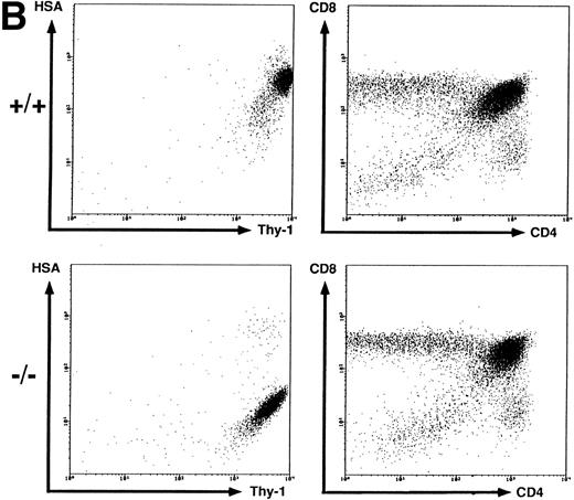 Fig. 2. Flow cytometric analysis of spleen, thymus, and BM cells. BM (A), thymus (B), and spleen (C) cells from wild-type (+/+) and HSA-deficient (-/-) mice were labeled with fluorescent antibodies recognizing the B-cell surface markers B220, IgMb and the T-cell markers CD4, CD8, and Thy-1 in different combinations of three antibodies. BM cells were also anlayzed by forward (FSC) versus orthogonal (SSC) light scattering and by labeling with the antibody S7, recognizing CD43. The number of cells in the oval lymphocyte gate in the FSC versus SSC plot is given as percentage of total BM cells analyzed. The rectangular gates correspond to the B-cell maturation stages A-F according to Hardy et al6 (see Fig 3) and the number of cells present in each gate is given as percentage of total B220+ cells. The results presented are representative of eight independent experiments with a total of 20 HSA-sufficient and 24 HSA-deficient mice.