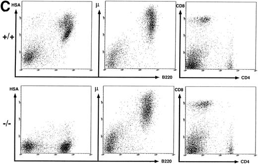 Fig. 2. Flow cytometric analysis of spleen, thymus, and BM cells. BM (A), thymus (B), and spleen (C) cells from wild-type (+/+) and HSA-deficient (-/-) mice were labeled with fluorescent antibodies recognizing the B-cell surface markers B220, IgMb and the T-cell markers CD4, CD8, and Thy-1 in different combinations of three antibodies. BM cells were also anlayzed by forward (FSC) versus orthogonal (SSC) light scattering and by labeling with the antibody S7, recognizing CD43. The number of cells in the oval lymphocyte gate in the FSC versus SSC plot is given as percentage of total BM cells analyzed. The rectangular gates correspond to the B-cell maturation stages A-F according to Hardy et al6 (see Fig 3) and the number of cells present in each gate is given as percentage of total B220+ cells. The results presented are representative of eight independent experiments with a total of 20 HSA-sufficient and 24 HSA-deficient mice.