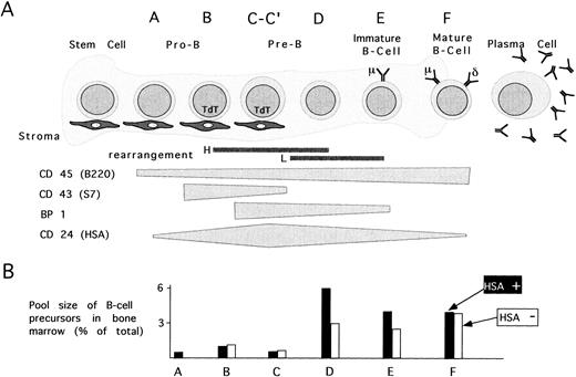 Fig. 3. The effect of HSA-deficiency on B-cell maturation. (A) B-cell maturation in BM is schematically divided into stages A-F according to Hardy et al6 and is based on the regulated expression of the surface markers CD45, CD43, BP1, CD24, IgM, and IgD. (B) The cellular pools size for each maturation stage is depicted by bars representing the mean % of total BM cells in 20 HSA-sufficient (▪) and 24 HSA-deficient (□) mice.
