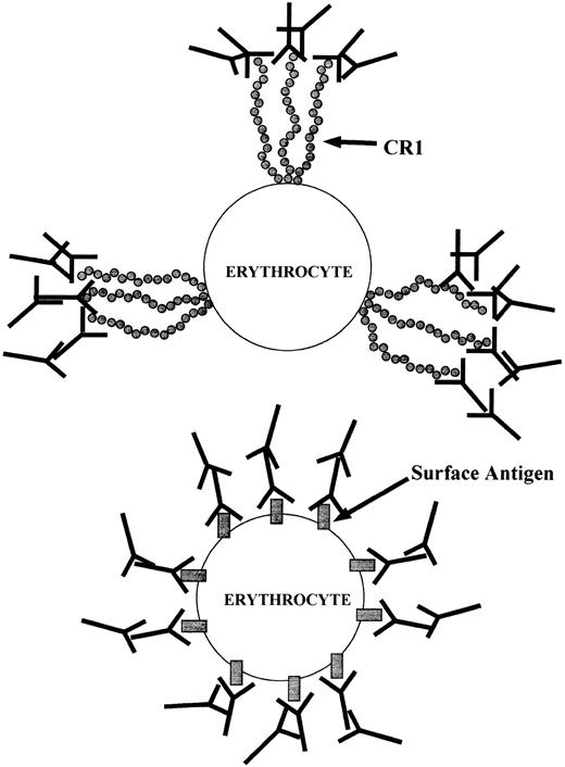 Fig. 6. Schematic of IgG association with E. (Top) Anti-CR1 mouse IgG bound to CR1 clusters on the E surface, followed by attachment of rabbit antimouse IgG. (Bottom) Mouse IgG bound to an antigen dispersed throughout the E surface, followed by rabbit antimouse IgG.