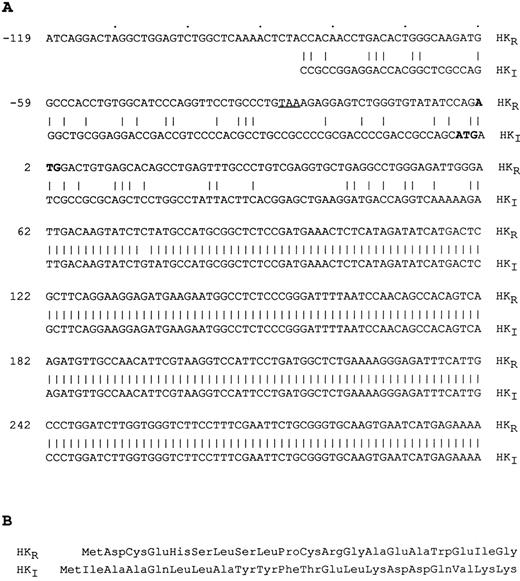 Fig. 1. Nucleotide and predicted amino acid sequences of HKR . (A) The nucleotide sequence of the 5′ end of cDNA is compared with that of human HKI , ×61091.Gb_Pr.25 The predicted translation initiation site is indicated with bold letters and the in-frame stop codon is underlined. The two sequences are aligned with the FASTA program. (B) The predicted amino acid sequence of the N-terminus which differs from that of HKI is shown. The subsequent sequence is identical to HKI .