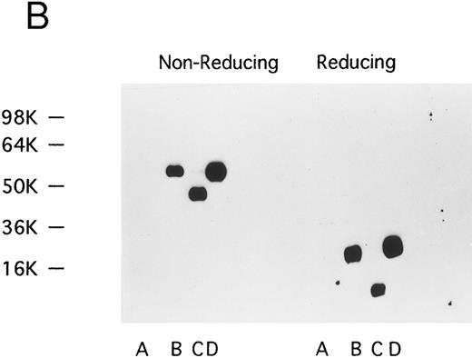 Fig. 1. (A) Specificity of FVIIa neoantigen specific capture antibody. Human FVII (ERL) (⋄), human FVII (ERL) activated with commercial factor Xa (□), and recombinant FVIIa (NovoNordisk) (•). The ELISA was performed using a tag antibody directed to FVII labeled with peroxidase (ERL), as amplification of the FVIIa signal was not necessary. (B) Western blot analysis of FVIIa neoantigen specific capture antibody. Lane A, human FVII (ERL); lane B, recombinant FVIIa (NovoNordisk); lane C, human FVIIa (ERL); lane D, human FVII (ERL) activated by factor Xa. Human FVIIa from ERL is des-Gla and has a reduced molecular weight. Initial electrophoresis was performed with samples that were not reduced (Non-Reducing) and that were reduced with dithiothreitol.