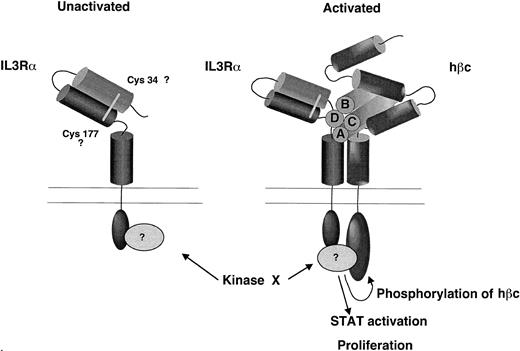 Fig. 10. A model for the contribution of the N-terminal domain of the IL-3Rα to ligand binding pocket based on the experimental observations presented here. We propose that the N-terminal domain is folded over so that it lies in close proximity to the hβc and predicted ligand binding region and that the cytoplasmic domain is essential for receptor phosphorylation and STAT activation.