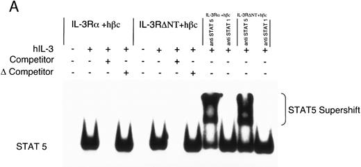 Fig. 4. Electrophoretic mobility shift assay using a STAT binding probe to demonstrate activation of STAT5 in FDC-P1 cells in response to hIL-3. (A) Nuclear extracts were prepared from cells expressing IL-3Rα + hβc or IL-3RΔNT + hβc and stimulated with or without 1 nmol/L IL-3. Specificity of binding was confirmed by addition of 100-fold excess cold competitor oligonucleotide, or 100-fold excess of a mutant oligonucleotide, which cannot bind STAT protein. The binding protein was verified to be STAT5 and not STAT1 by addition of specific antibodies to each: only anti-STAT5 antibody gave a supershift. (B) Analysis of dose responses to IL-3 by IL-3Rα + hβc, IL-3RΔNT + hβc, IL-3RΔCT + hβc, hβc only, untransfected FDC-P1 cells (FD-), and untransfected FDC-P1 cells stimulated with mGM-CSF as a positive control (last lane).