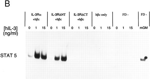 Fig. 4. Electrophoretic mobility shift assay using a STAT binding probe to demonstrate activation of STAT5 in FDC-P1 cells in response to hIL-3. (A) Nuclear extracts were prepared from cells expressing IL-3Rα + hβc or IL-3RΔNT + hβc and stimulated with or without 1 nmol/L IL-3. Specificity of binding was confirmed by addition of 100-fold excess cold competitor oligonucleotide, or 100-fold excess of a mutant oligonucleotide, which cannot bind STAT protein. The binding protein was verified to be STAT5 and not STAT1 by addition of specific antibodies to each: only anti-STAT5 antibody gave a supershift. (B) Analysis of dose responses to IL-3 by IL-3Rα + hβc, IL-3RΔNT + hβc, IL-3RΔCT + hβc, hβc only, untransfected FDC-P1 cells (FD-), and untransfected FDC-P1 cells stimulated with mGM-CSF as a positive control (last lane).