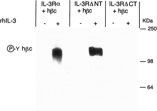 Fig. 5. Antiphosphotyrosine Western blot of anti-hβc immunoprecipitate from FDC-P1 cells expressing IL-3Rα + hβc, IL-3RΔNT + hβc, or IL-3RΔCT + hβc, with (+) and without (-) stimulation by 15 nmol/L hIL-3. Cells were cultured for 18 hours in the presence or absence of hIL-3 and the hβc immunoprecipitated with MoAb 4F3. Phosphoprotein in the immunoprecipitate was detected by Western blotting using antiphosphotyrosine MoAb 3-365-10 (Boehringer Mannheim).