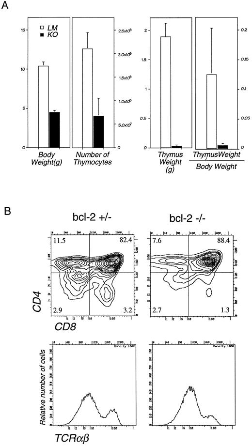 Fig. 1. (A) Thymic cellularity and weight in bcl-2–deficient mice. The bcl-2−/− mice (closed bars) and their LM (open bars) were killed at 4 weeks of age, and the total cell number in the thymus, total body weight, and the thymus weight were measured. The average and standard deviation of 12 bcl-2−/− and 15 LMs are shown. (B) Flow cytometric analysis of thymocytes from 4-week-old bcl-2−/− and +/− mice. Single cell suspension of thymocytes from a bcl-2+/− mouse (left) and a bcl-2−/− mouse (right) were stained with anti-CD4, CD8, and TCRαβ MoAb. Representative two-color immunofluorescence contour plots of CD4 and CD8 expression (upper) and histograms of TCRαβ expression (lower) are shown.