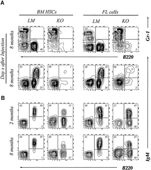 Fig. 3. Four-color flow cytometry analysis of T and B lymphocyte subpopulations in the thymus, BM, and lymph node of chimeric mice. The mice were killed at 2 or 8 months after injection of HSCs. Gate used to define donor-derived cells were set according to the expression of Ly5.2 and Ly5.1. Results shown are representative of eight experiments. B cell subpopulations in BM (A) and lymph node (B) of chimeric mice. Single cell suspensions of BM cells were stained with donor-specific MoAb (anti-Ly5.2), B220, Gr-1, and IgM. The two-color contour plots of the expression of B220 and Gr-1 are shown (A, upper) and expression of B220 and IgM is shown (A, lower). Two color contour plots of B220 and IgM expression analyzed at 2 months (upper) and 8 months (lower) are shown in B. CD4 and CD8 expression on donor-derived cells in thymus (C) or lymph node (D). Two-color contour plots from analysis at 2 months after injection (upper) and 8 months after injection (lower) are shown. / (E) Short-term T-cell development in the thymus of recipient animals. Purified HSCs from bcl-2−/− or +/− BM are injected into 6.5 Gy irradiated RAG-2 KO recipients, and analyzed for CD4, CD8, or TCRαβ expression on donor-derived cells in thymus at indicated periods after transplantation. Two-color contour plots of CD4 and CD8 expression (upper) or single color histogram of TCRαβ expression (lower) are shown. (F ) PCR analysis of D-Jβ and V-DJβ gene rearrangements in the thymocytes. Genomic DNA prepared from thymocytes of indicated recipient animals was subject to the gene rearrangement analysis using indicated PCR primers and probes, as describe in Materials and Methods. In all experiments measuring DNA rearrangements, equal amounts (0.5 μg/reaction) of genomic DNA were used for PCR amplification to minimize possible deviation among multiple PCR reactions. The sensitivity for every PCR detection was normalized by pre-titrating PCR cycle numbers. For the analysis of D-Jβ rearrangement, unrearranged DNA gives 1.8 kb signals corresponding to germline D-Jβ2, whereas the rearrangement gives six discrete signals corresponding to rearranged D-J genes using six Jβ2 segments. For the analysis of Vβ8.2-DJβ, unrearranged DNA gives no signals, whereas the rearrangement gives discrete signals corresponding to rearranged genes. Biotinylated Hinf I fragments of pX174 DNA (726-24 bp; GIBCO-BRL) were used as a molecular weight marker.